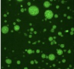 Phase separation assays
